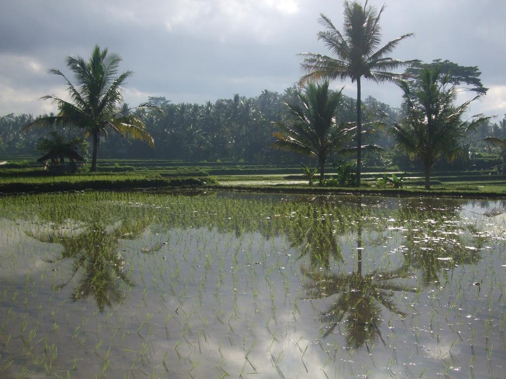 Puri Lotus Hotel Ubud Eksteriør billede
