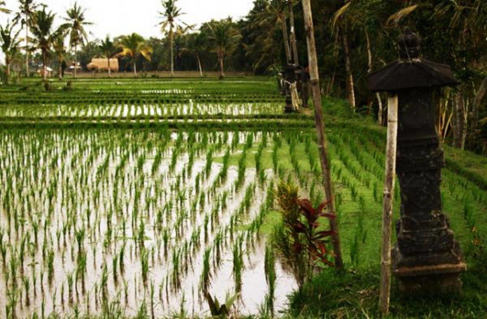 Puri Lotus Hotel Ubud Eksteriør billede